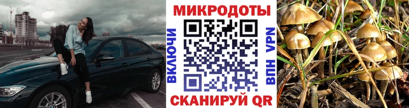 Псилоцибиновые грибы Psilocybe  Асбест 